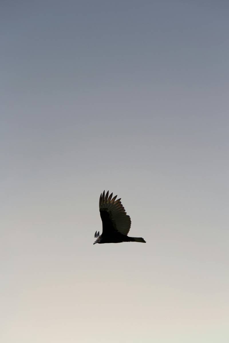 Birdeye Capital